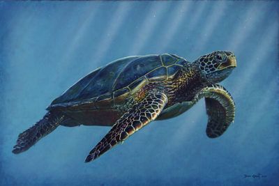 Sea Turtle - David Grant
