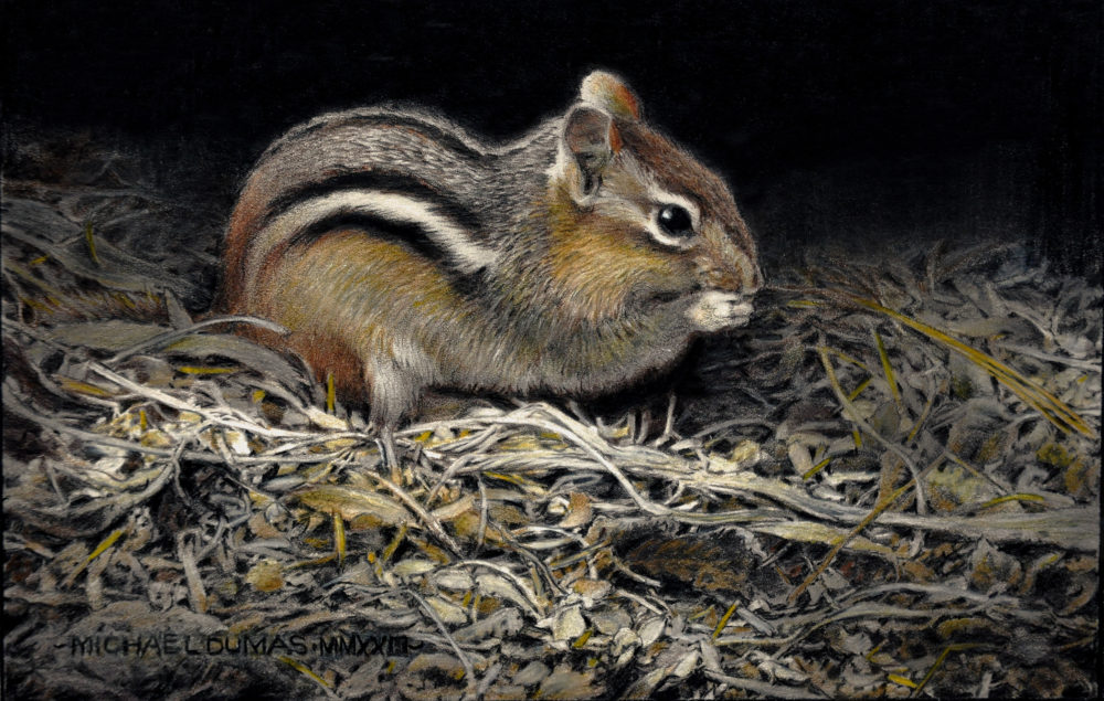 Seed Hunter – Eastern Chipmunk - Michael Dumas