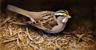 Shadow's Edge - White-throated Sparrow - Michael Dumas