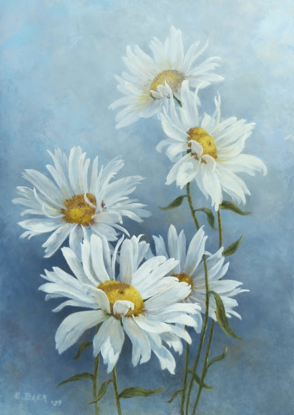 Shasta Daisies