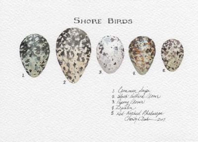 Shorebirds Egg Collection - Charity Dakin