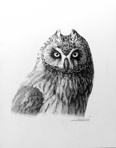 Short Eared Owl Portrait Carel Brest Van Kempen