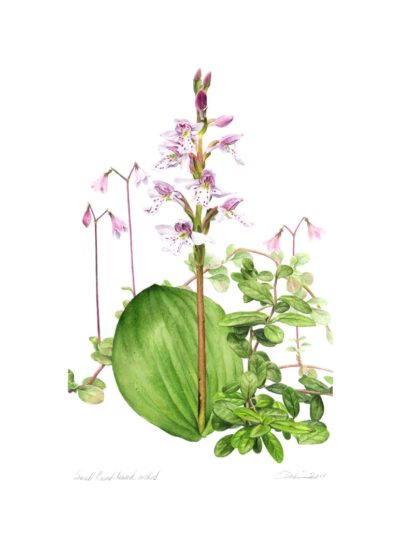 Small Round-Leaved Orchid - Charity Dakin