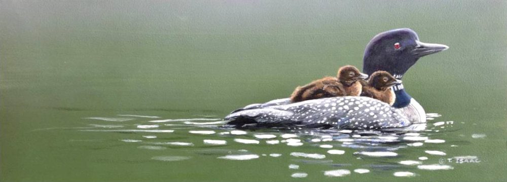 Smooth Sailing - Loons - Terry Isaac