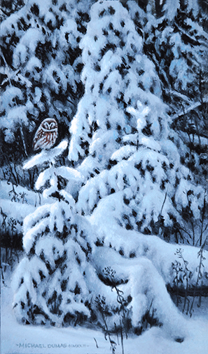 Snow Laden Saw-Whet Owl - Michael Dumas