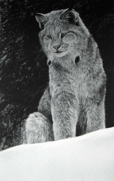 Snowy Range - Lynx - Etching - Robert Bateman