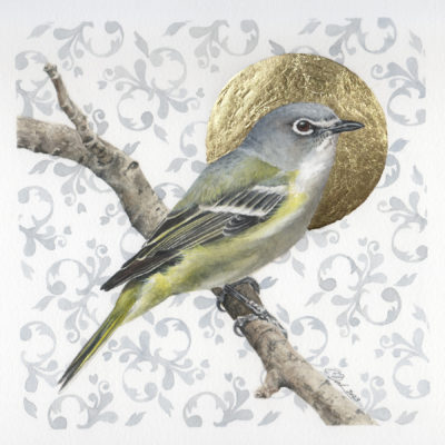 Solitary Vireo - Charity Dakin