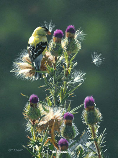 Sowing Seeds Terry Isaac