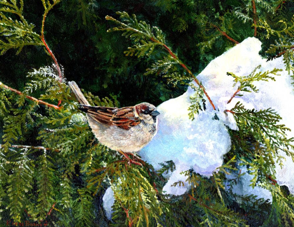 Sparrow on Cedar