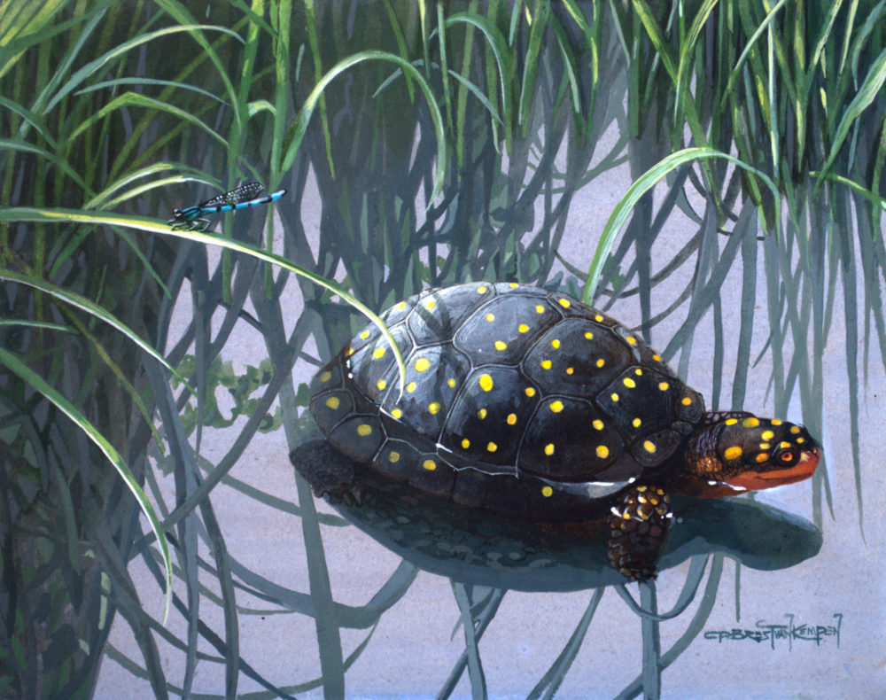 Spotted Turtle Portrait