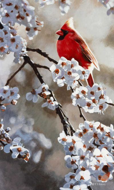 Spring Light Cardinal Terry Isaac