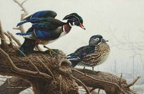 Spring Mist Wood Ducks - Michael Dumas