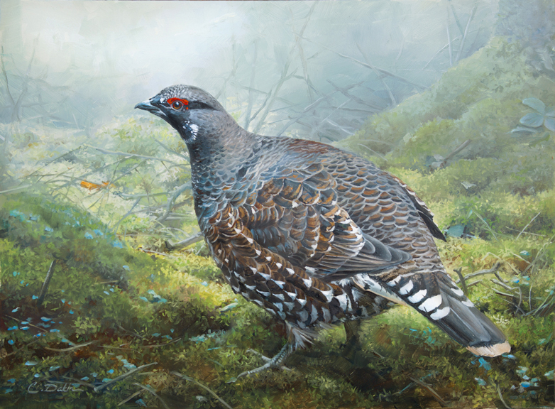 Spruce Grouse - Charity Dakin