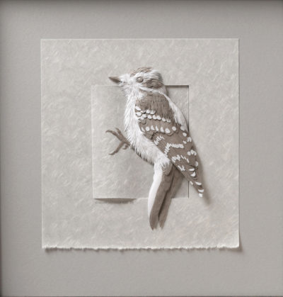 Staccato Male Downy Woodpecker - Calvin Nicholls