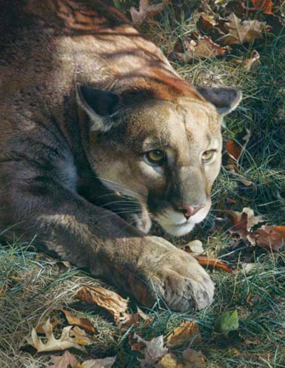 Stalking Cougar Carl Brenders