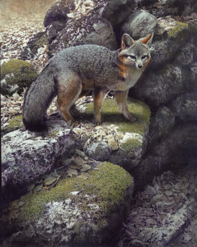 StandingStones_GrayFox_OilOnCanvas_13x16_MichaelDumas (1)