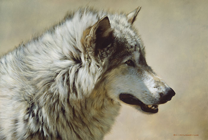 Steadfast And Resolute Gray Wolf Portrait Carl Brenders