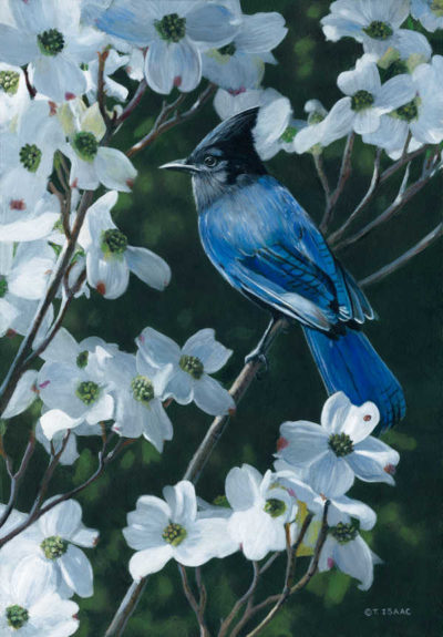 Steller's Jay And Dogwood Terry Isaac
