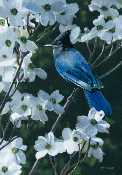 Stellers Jay And Dogwood Terry Isaac