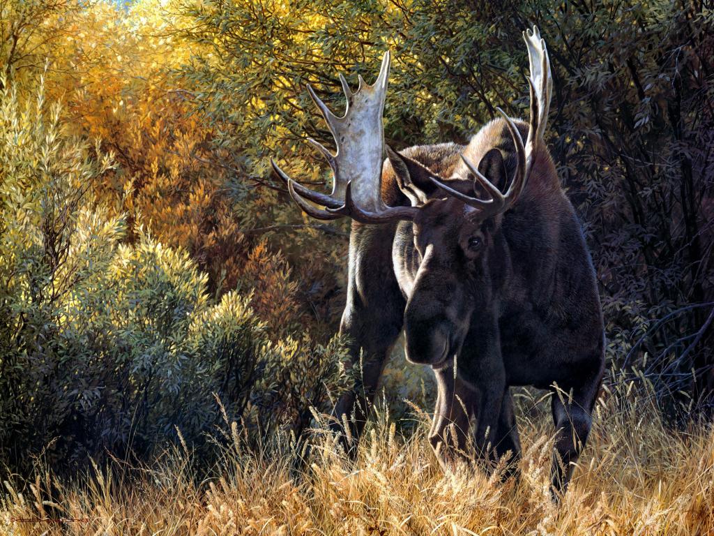 Sudden Encounter Bull Moose Carl Brenders