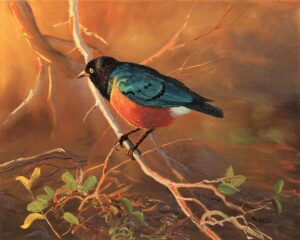 Superb Starling, Tanzania 11 x 14 PT