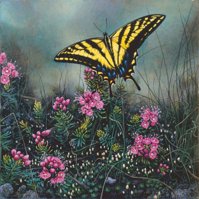 Swallowtail Butterfly And Pink Mountain Heather Wildflower Suite Stephen Lyman