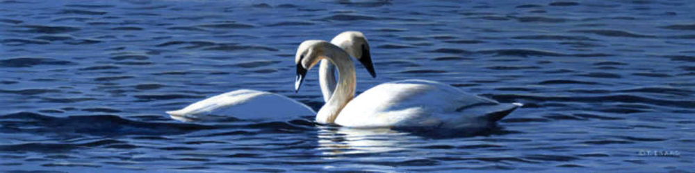 Swan Embrace Terry Isaac