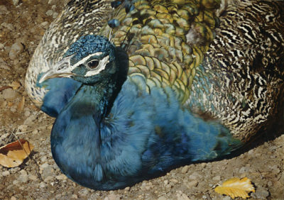 Symphony In Blue Peacock Carl Brenders