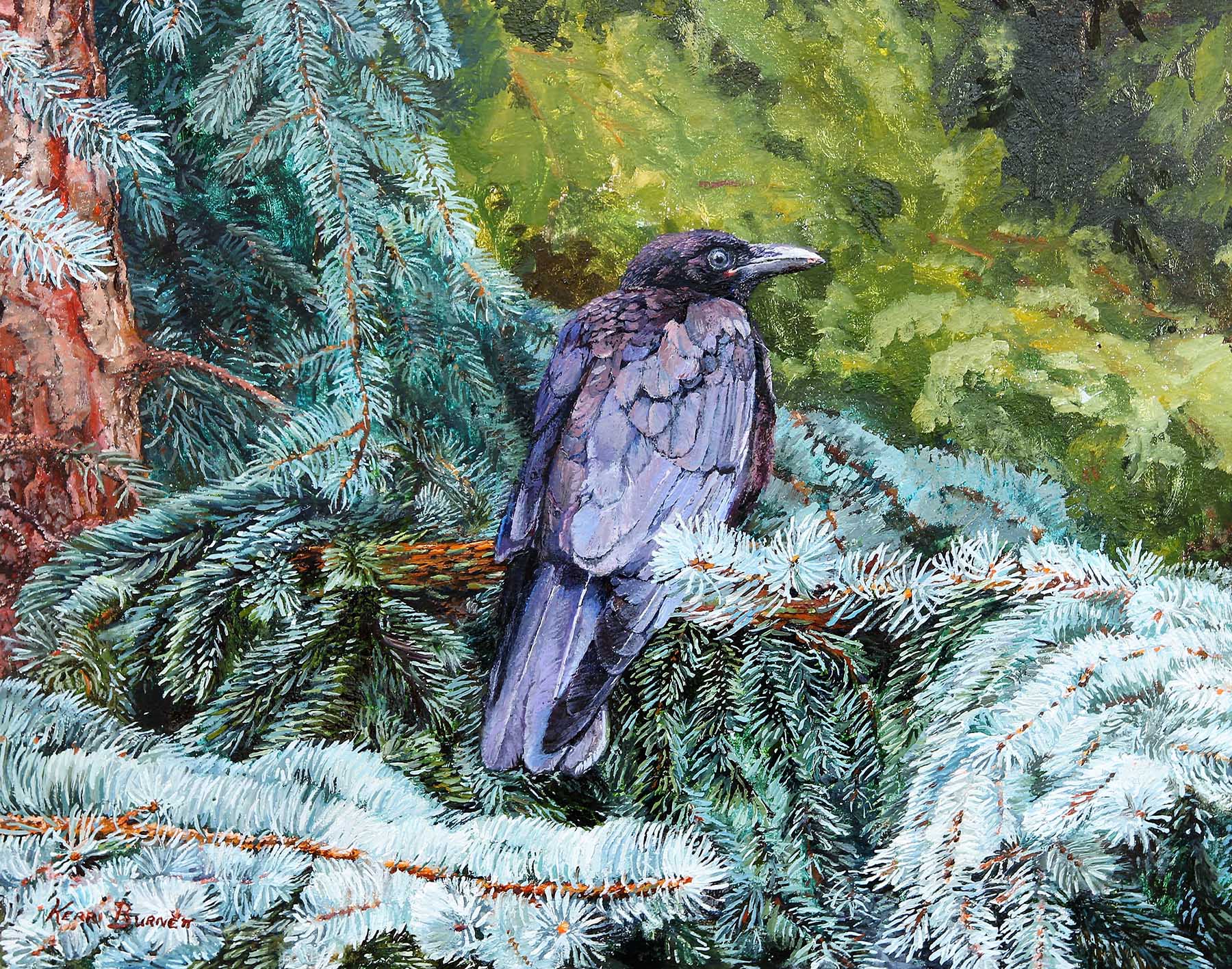 The Crow on Blue Spruce - Kerri Burnett