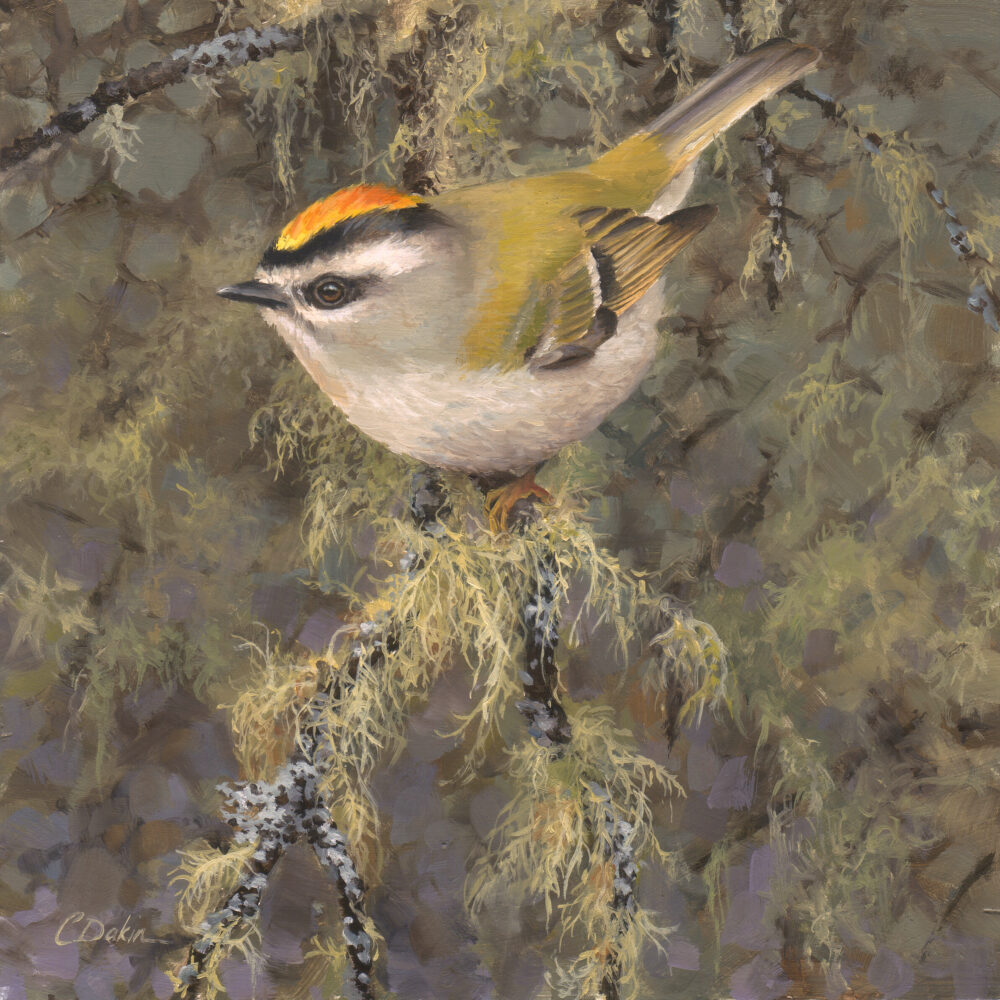 The Little Prince, Yellow-Crowned Kinglet