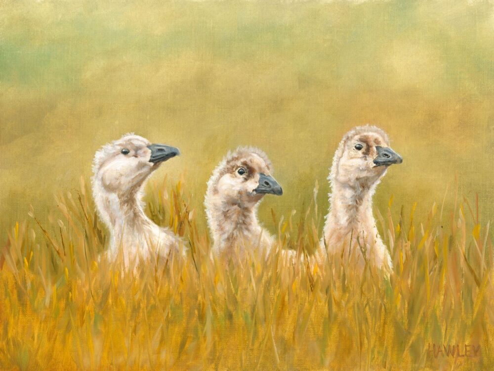 3 small domestic geese