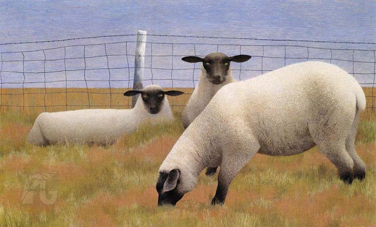 Three Sheep - Alex Colville