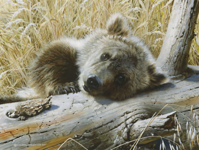 Time Out Grizzly Cub Carl Brenders
