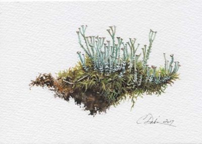 Trumpet Lichen & Moss - Charity Dakin