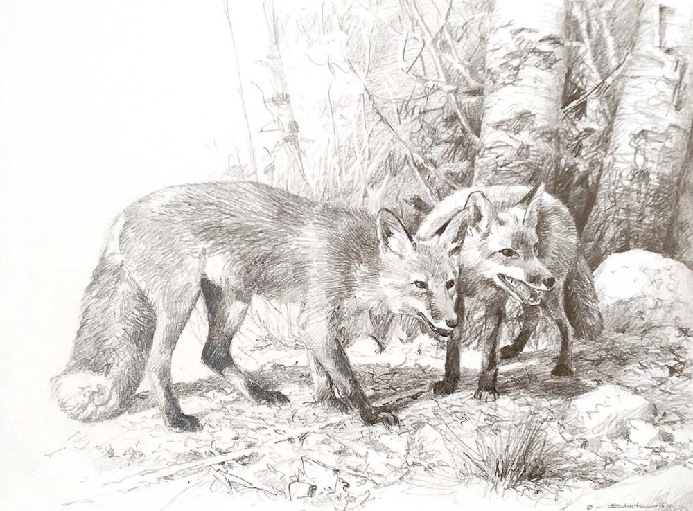 Two Young Foxes (Sketch) - Carl Brenders