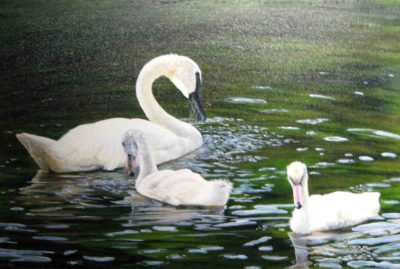 Ugly Duckling Cindy Sorley Keichinger