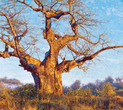 Under The Baobab John Banovich