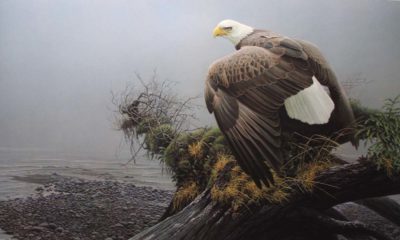 Vantage Point - Robert Bateman