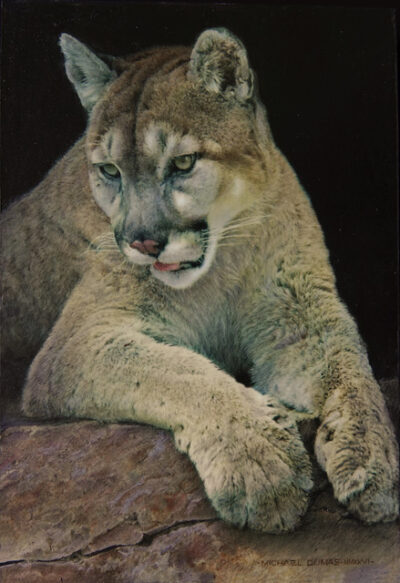 Vigilant_Cougar_PolychromosPencil_5x7.5_MMXXVI_MichaelDumas