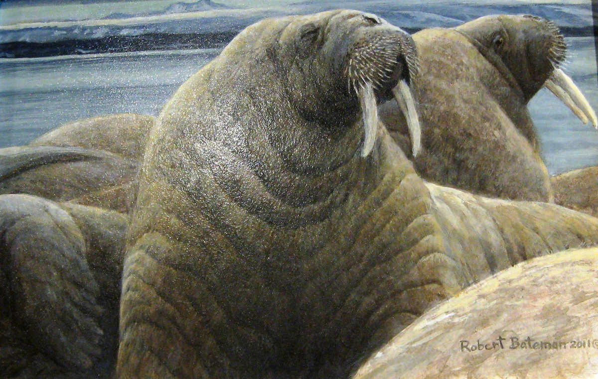 Walrus At Svalbard Robert Bateman