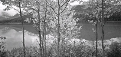 Waterfowl Lake And Aspens Fred Braakman