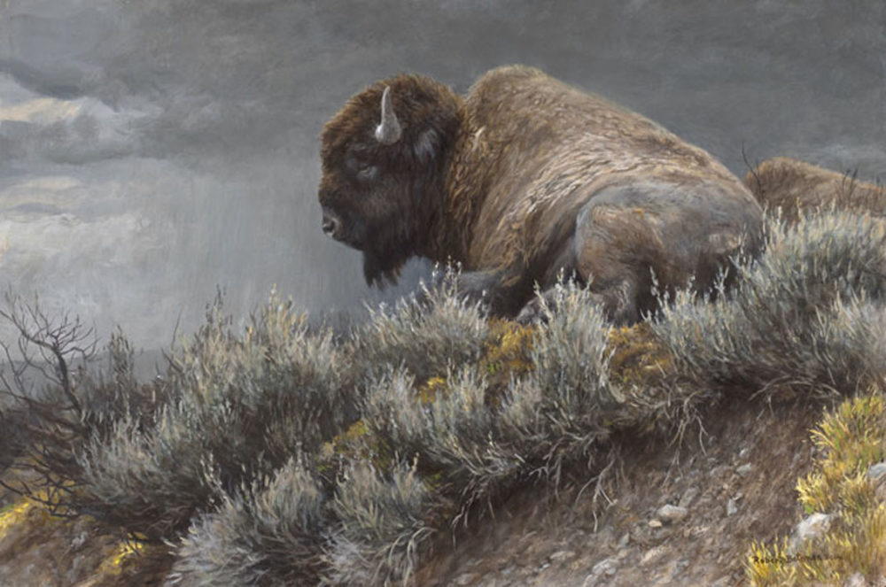 Weather Watch Bison