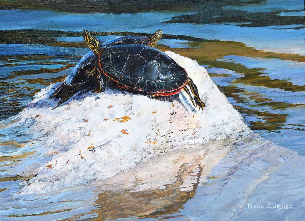 Western Painted Turtles - Kerri Burnett