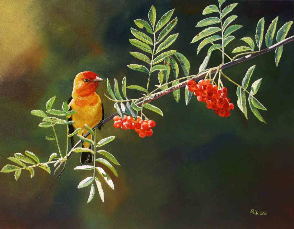 Western Tanager