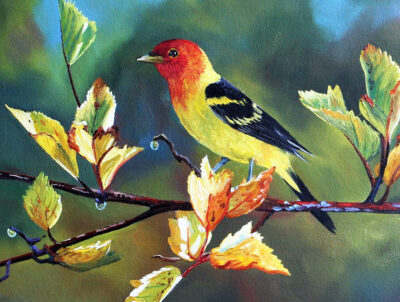 Western Tanager - Andrew Kiss