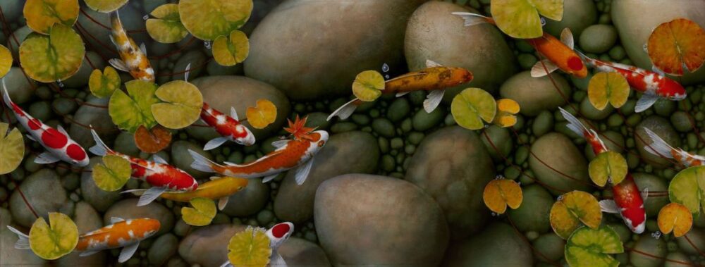 What goes around koi fish