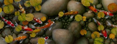 What goes around koi fish