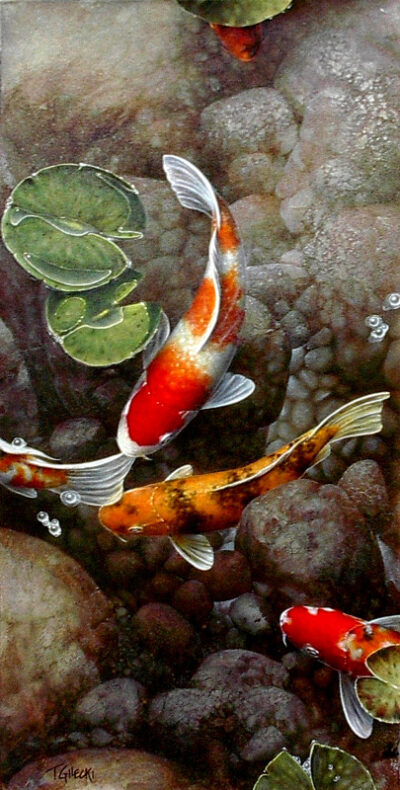 fish, koi, water