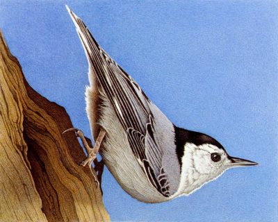 White-Breasted Nuthatch - Barbara Banthien