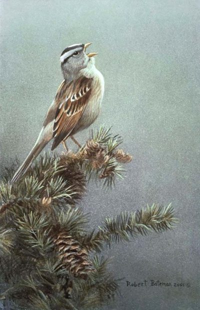 White Crowned Sparrow In Douglas Fir - Robert Bateman